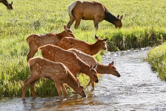 3/4 Day Rocky Mountain NP Mountain to Sky+Bear Lake Rd Tour - RMNPhotographer - Booking Information