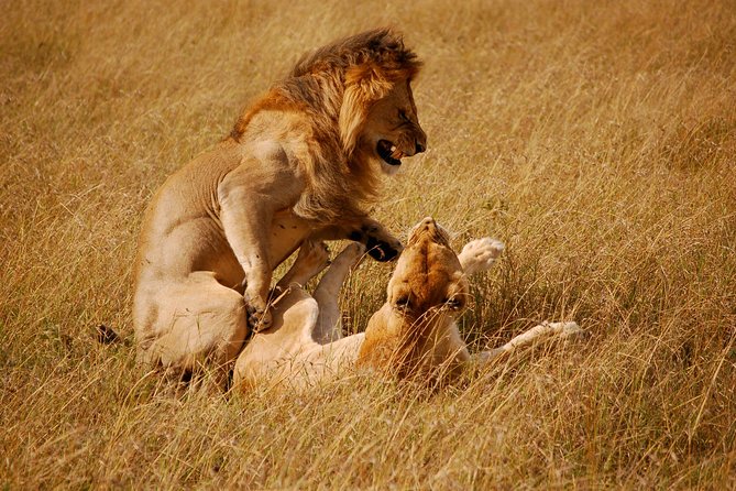 3 Days 2 Nights Masai Mara Joining Safari From Nairobi - Frequently Asked Questions