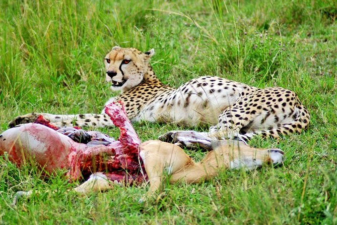 3 Days, 2 Nights Safari - Amboseli National Park and Tsavo West Adventure Safari - Customer Reviews and Ratings