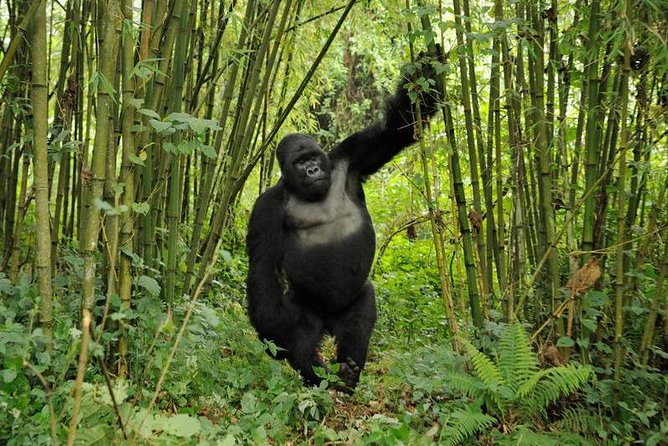 3 Days Uganda Gorilla Safari Tour With Relaxation on Lake Bunyonyi - Frequently Asked Questions