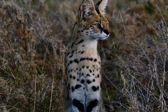 4-Day Majestic Group Tour in Safari - Frequently Asked Questions