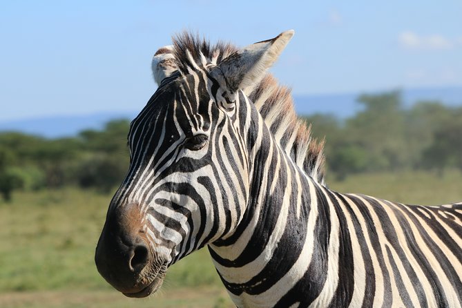 4-Day Safari in Tarangire, Serengeti & Ngorongoro (Mid-range) - Booking and Cancellation