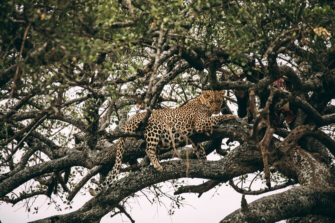 4 Days Lodge Safari in Lake Manyara, Serengeti & Ngorongoro Crater - Pricing and Cancellation Policy