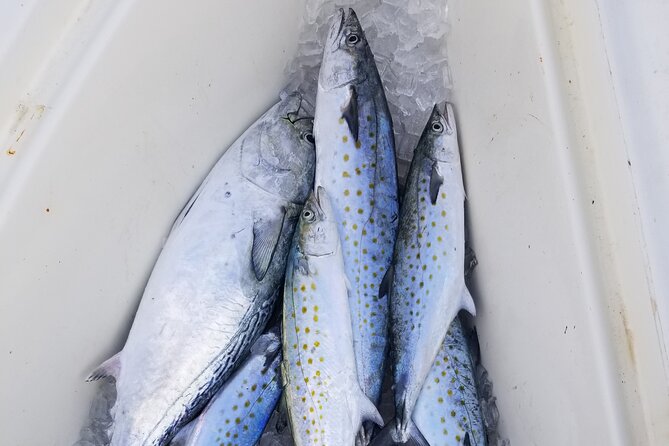4-hour Fishing Adventure at Belleair Causeway - Customer Reviews and Ratings