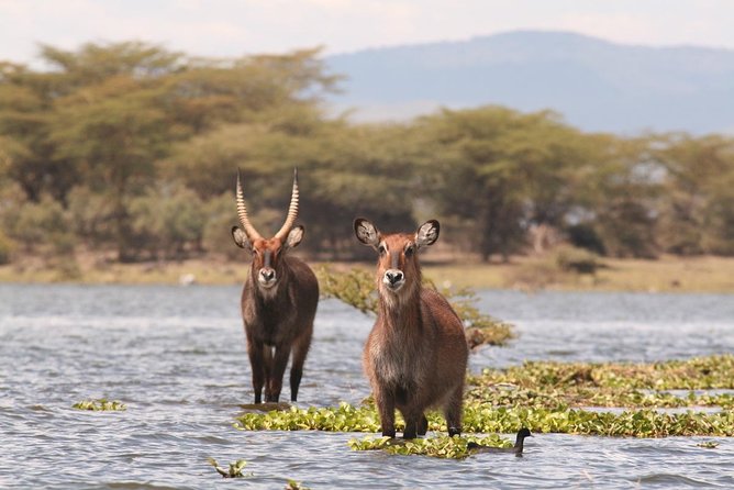 5 Days Masai Mara & Lake Nakuru Mid Range Private Safari - Frequently Asked Questions