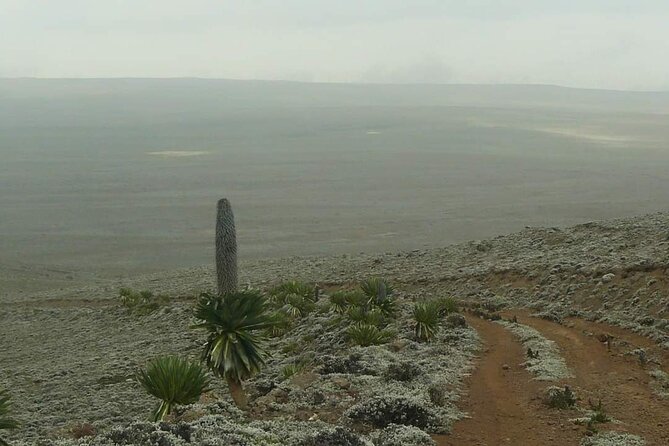 6 Days Bale Mountains Trekking - Booking and Cancellation Policies