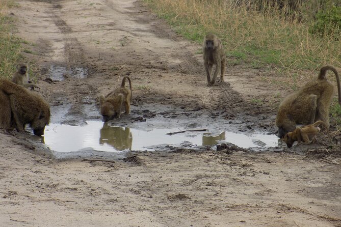 6 Days Tanzania Wildlife Safari Tour - Frequently Asked Questions