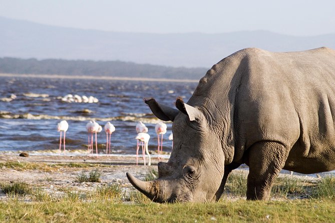 7-Day Maasai Mara, Lake Nakuru, Lake Naivasha and Amboseli Safari From Nairobi - Booking Information