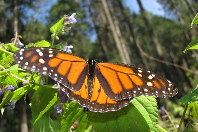 7 Day-Monarch Butterfly Ecofriendly Tour in Mexico - Frequently Asked Questions