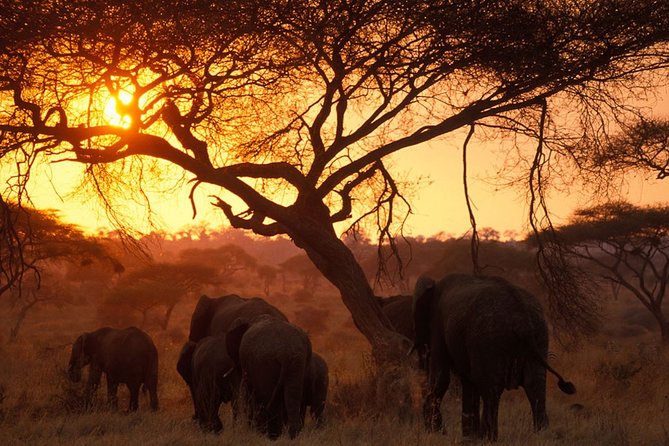 8 Days 7 Nights Tanzania Wildlife & Culture Lodge Safari - Preparing for Your Tanzania Adventure