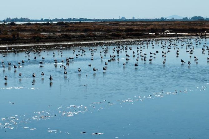 A Day Through the Doñana National Park and the Village of Rocio - Since You Asked