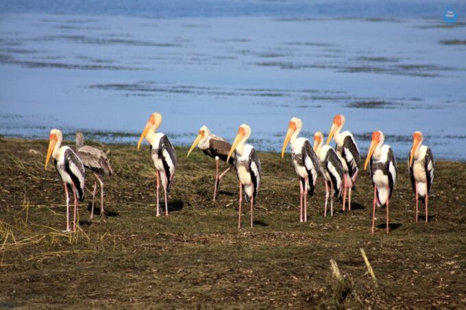 All-Inclusive Morning Game Drive at Bundala National Park - Additional Details
