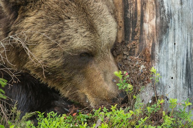 Bear Photography on Summer - Since You Asked