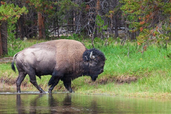 Best of Yellowstone Natl Park Tour From Paradise Valley - Picnic Lunch and Snacks