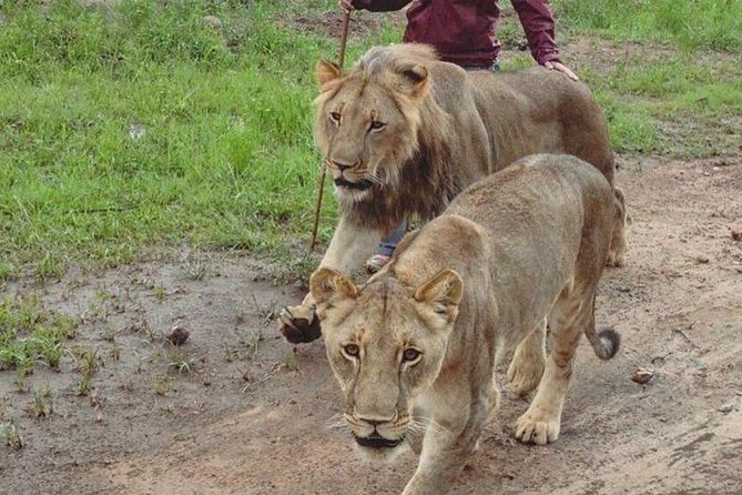 Chobe National Park Safari Full Day-trip - Frequently Asked Questions