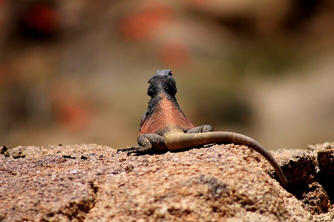 CreativeSoul ScavengerHunt(Hidden Valley,Joshua Tree)Remote Host - Hosts Emphasis on Engagement