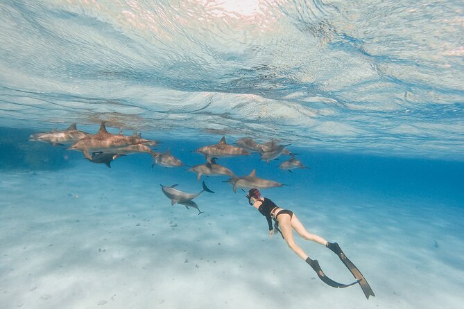 Cruise and Snorkeling With Dolphins Including Lunch From Hurghada - Guest Reviews and Ratings