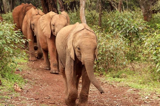 Day Tour to Giraffe Center and Karen Blixen Nairobi - Memorable Moments and Takeaways