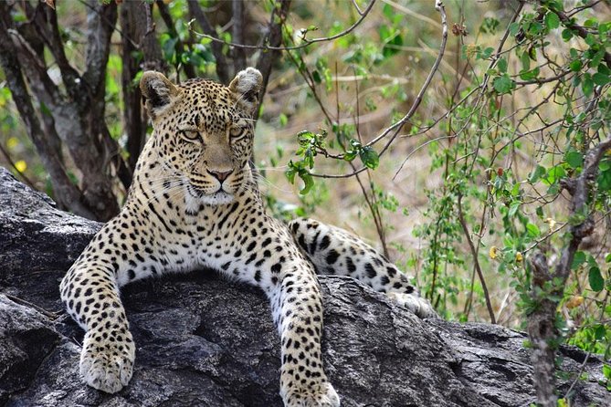 Day Trip to Ngorongoro Crater - What to Expect on the Tour