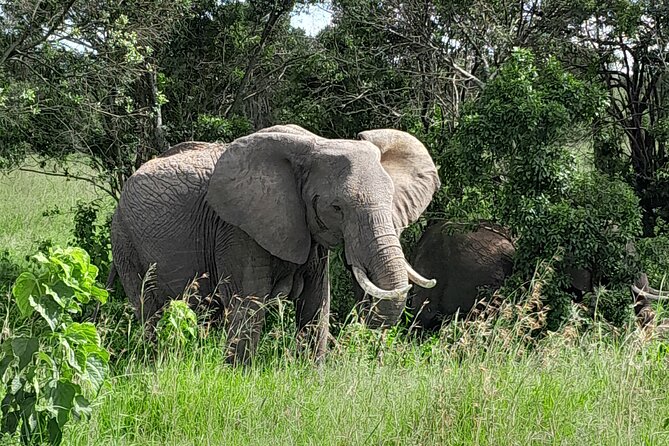 Day Trip To Ol Pejeta Conservancy Rhino And Chimpanzee Sanctuary - Booking and Payment Options