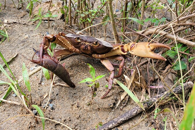 El Yunque National Forest - The Road 191 Corridor - Half Day Tour - Planning Your Visit