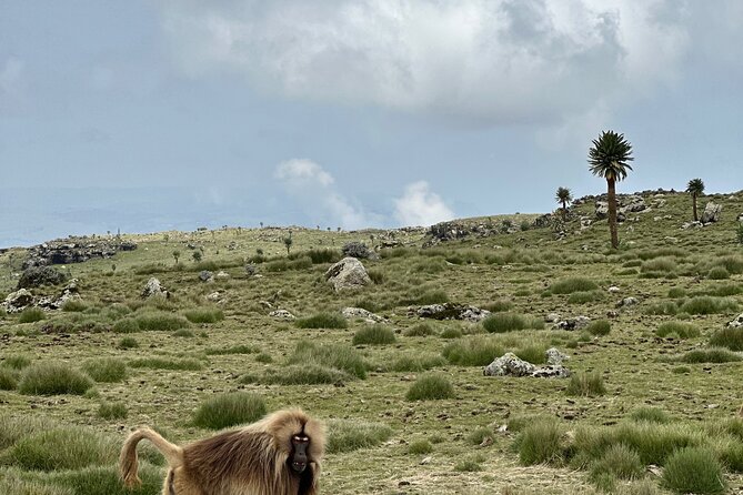 Five (5) Days Tour on North Ethiopia. 1 Day Axum and 3 Days Simien Mountains. - Frequently Asked Questions