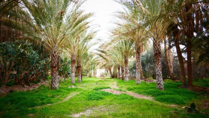 From Djerba: Full-Day Ksar Ghilane, Sahara and Oasis Tour - Customer Reviews