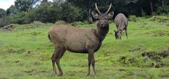 From Ella : Horton Plains National Park & Nuwaraeliya Tour - Free Cancellation and Payment Options