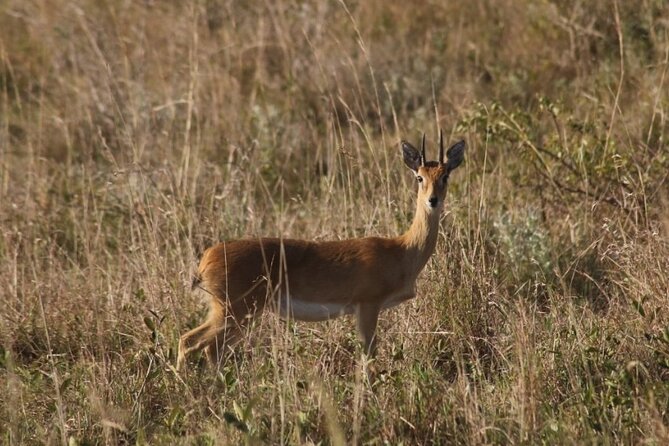 Full-Day Safari in Maputo National Park - Frequently Asked Questions