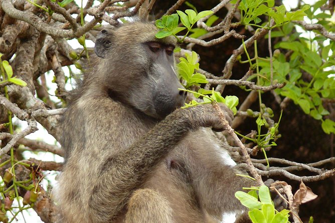 Full Day Safari in the Kruger National Park From Hazyview - Booking and Contact