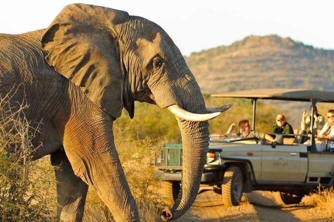 Full Day Safari to Mikumi National Park From Zanzibar With Lunch - Frequently Asked Questions