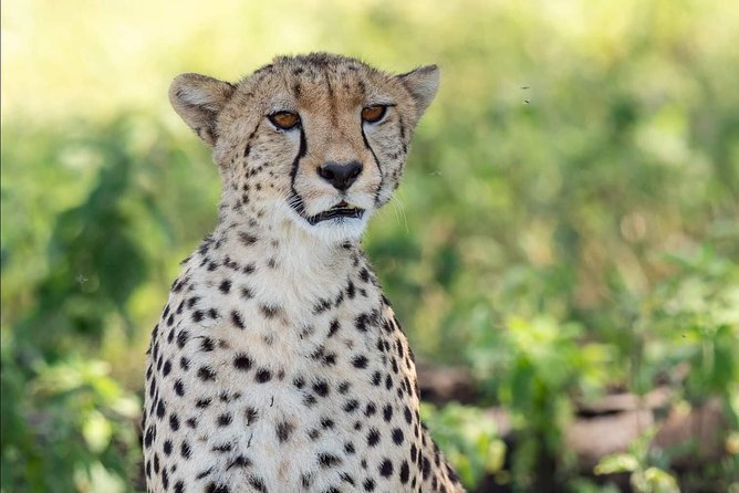 Full Day To Arusha National Park - Frequently Asked Questions