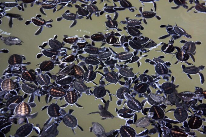 Galle Fort and Bentota Day-Tour From Bentota - Turtle Hatchery Visit