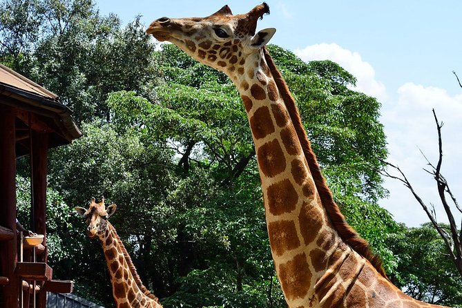 Giraffe Center and David Sheldrick Elephant Orphanage Tour - Frequently Asked Questions