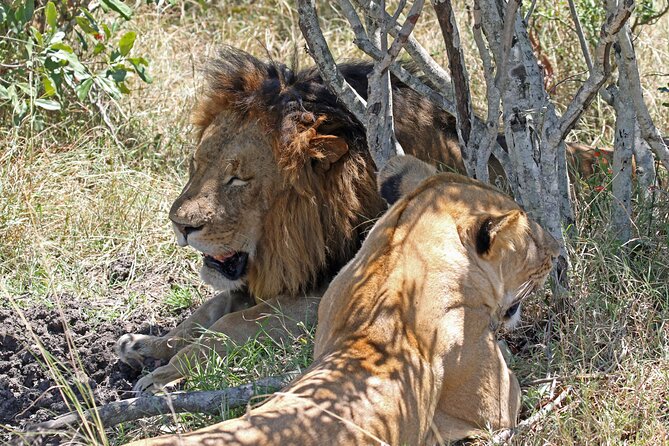 Half-Day Nairobi National Park Private Tour With Admission - Exploring Nairobi National Park