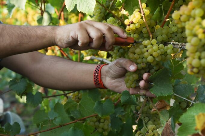 Heraklion: Olive Farm, Winery, and Raki Distillery Tour - Frequently Asked Questions