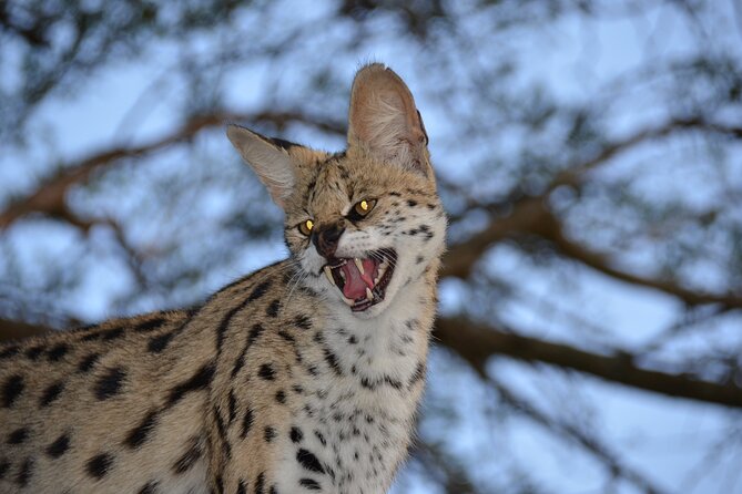 Hluhluwe Safari & Emdoneni Wild Cat Project Day Tour From Durban - Tour Pricing and Guarantees