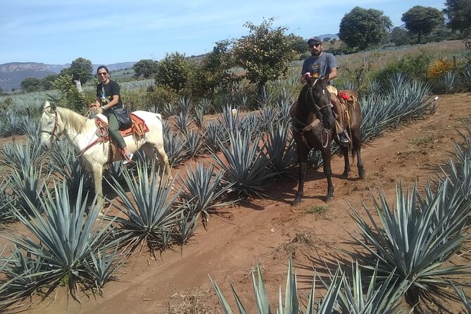 Horseback Riding Tour in the Agave Field With Lunch - Frequently Asked Questions