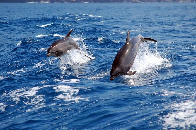 Khasab Half Day Dhow Cruise With Dolphin Watching & Swimming - Traveler Reviews