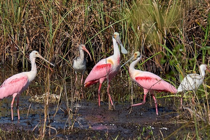 Little Havana Walking Tour + 1 Hour Everglades Airboat Ride - Frequently Asked Questions