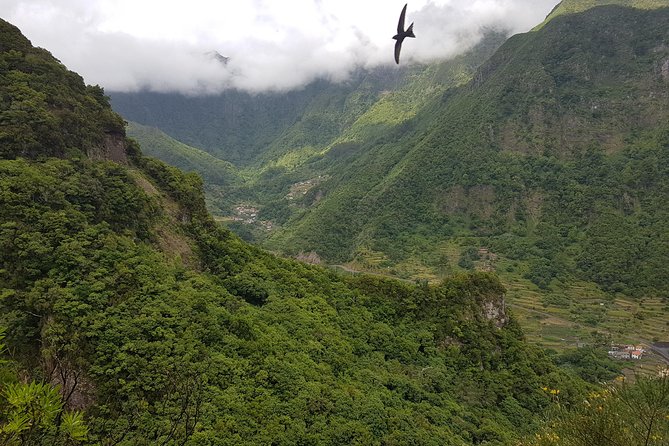 Madeira: Private Guided Levada Dos Tornos Boaventura Hike - Sum Up