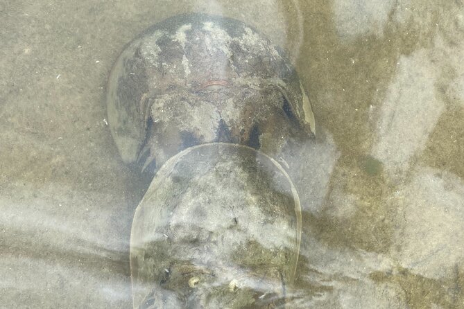 Manatee and Dolphin Kayak Tour - Frequently Asked Questions