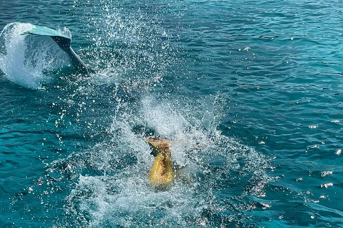 Medusa Cruises The Mermaid Cruise Protaras - Frequently Asked Questions