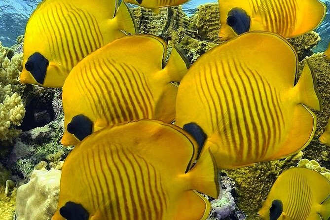 Mnemba Snorkeling, Kuza Cave, Blue Lagoon, Starfish Tour, The Rock Restaurant - Frequently Asked Questions