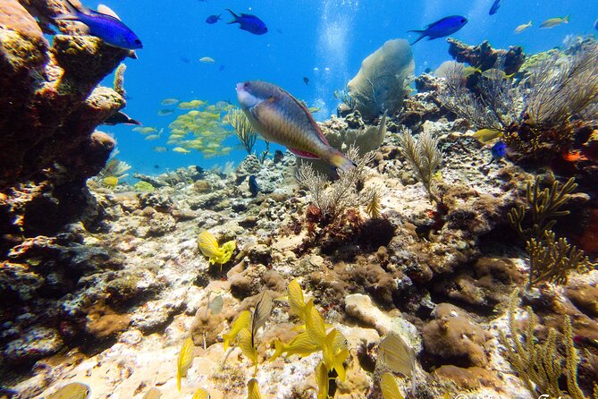 MUSA Museum and Colorful Reef 2 Tank Dive-Certified Divers - Highlights of the Dive Sites