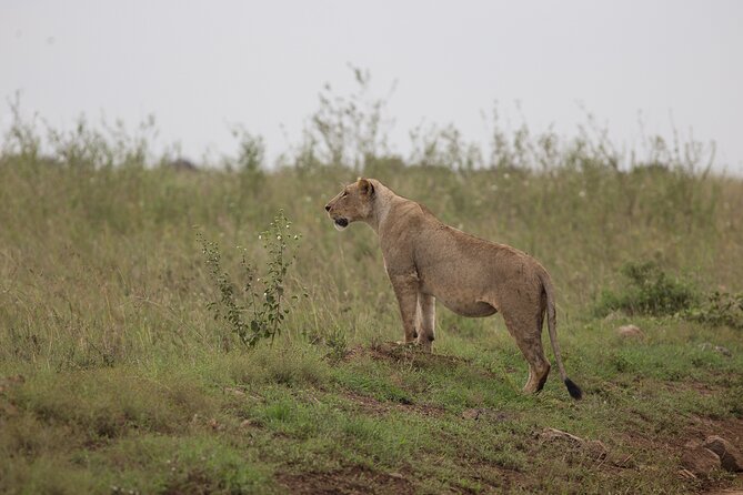Nairobi National Park Day Tour - Booking Your Day Tour