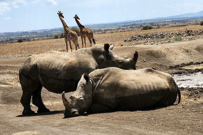 Nairobi National Park Elephants and Giraffe Center Tour - Tips for Travelers