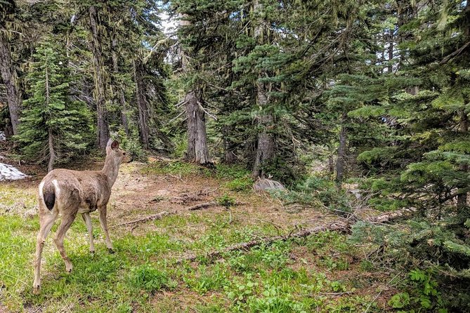Olympic National Park Luxury Small-Group Day Tour With Lunch - Booking and Confirmation Process