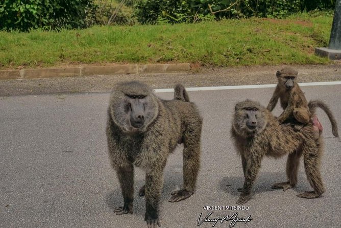 One Day Nyungwe National Park Tour& Canopy Walk (2 Pax Min) - Frequently Asked Questions