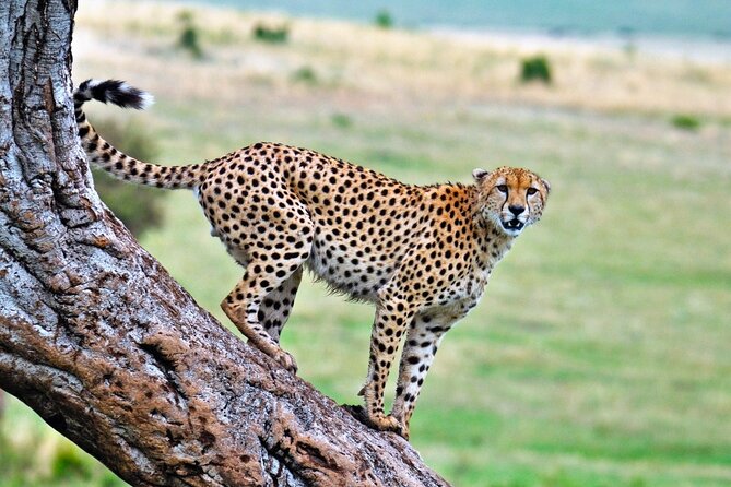 One Day Tour to Maasai Mara Game Reserve From Nairobi - How to Book Your Tour